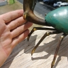 MUD CRAB solid brass green bronze heavy decoration stunning 10" hand made nice