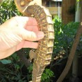 very large SEAHORSE solid brass door old style heavy house PULL handle 16.1/2"
