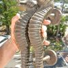 2 large thick SEAHORSE solid brass door old style heavy house PULL handle 15"
